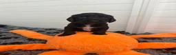Cocker Spaniel dogs for sale: By Beautiful KC Registered Working Cocker Spaniels - Advert 7