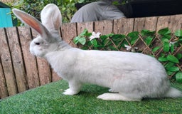 Continental Giant rabbits for sale: Super Stars Stud Service - Beautiful Proven Boys  - Image 2