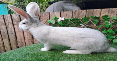 Continental Giant rabbits - Advert 9