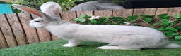 Continental Giant rabbits for sale: Super Stars Stud Service - Beautiful Proven Boys  - Advert 6