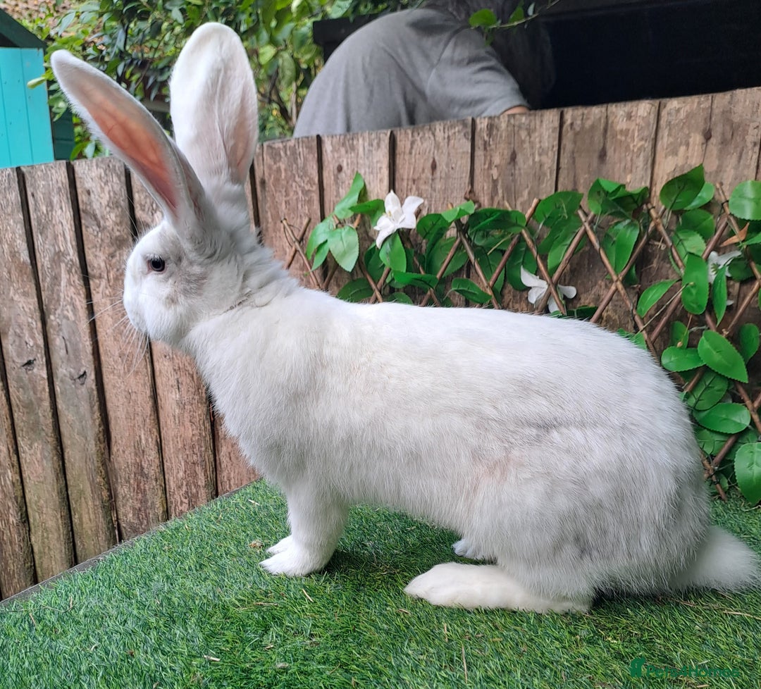 Continental Giant rabbits for sale: Super Stars Stud Service - Beautiful Proven Boys  - Image 2