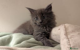 Maine Coon cats for sale: Maine Coon Kittens - Image 25
