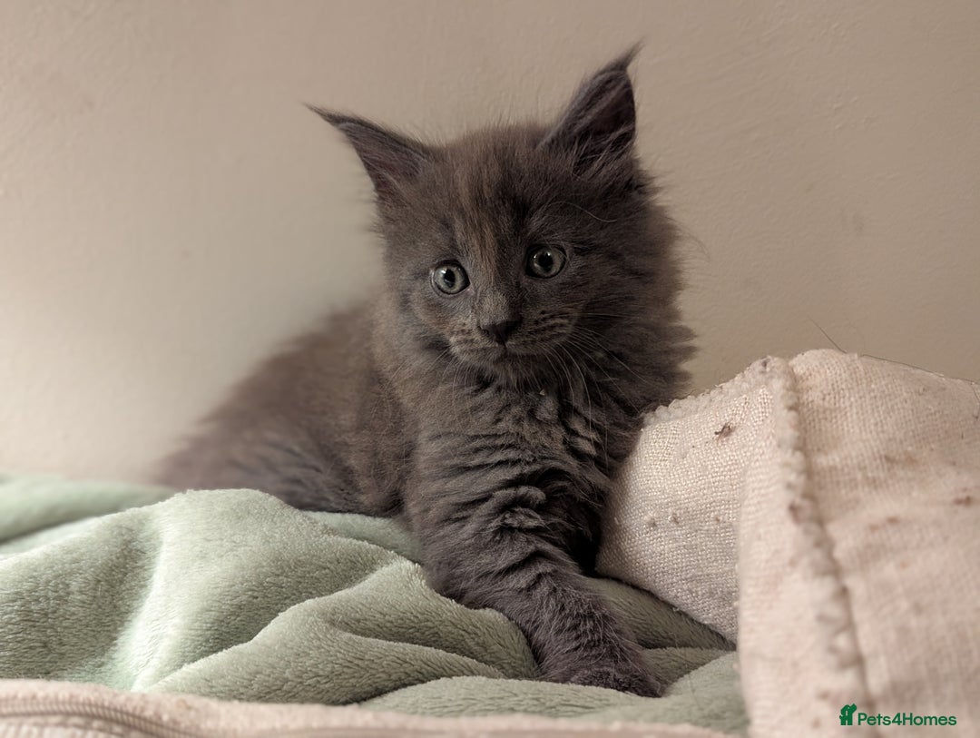 Maine Coon cats for sale: Maine Coon Kittens - Image 25