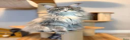 Maine Coon cats for sale: Outstanding TICA Maine Coons-Large European Lines  - Advert 8
