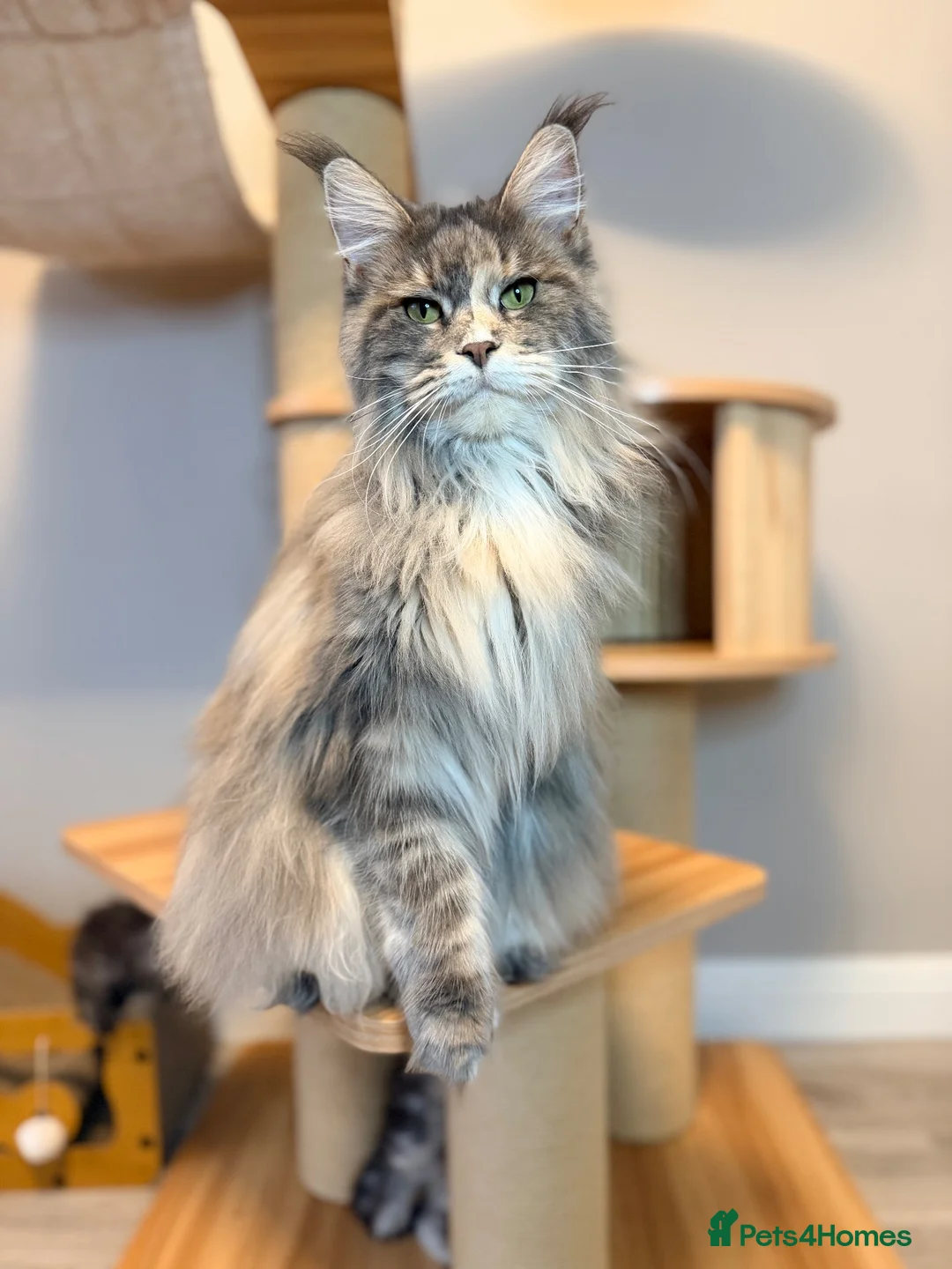 Maine Coon cats for sale: Outstanding TICA Maine Coons-Large European Lines  - Advert 8