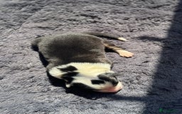 Australian Shepherd dogs for sale: KC registered Australian Shepard puppies - Image 13