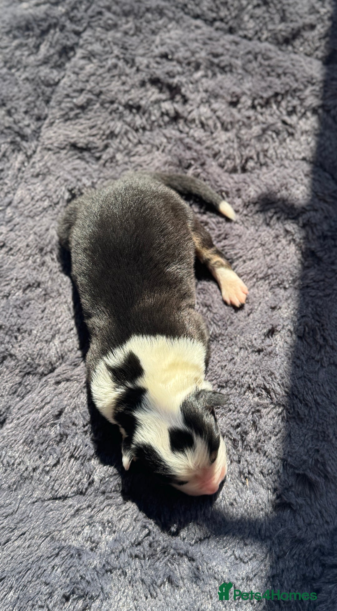 Australian Shepherd dogs for sale: KC registered Australian Shepard puppies - Image 13