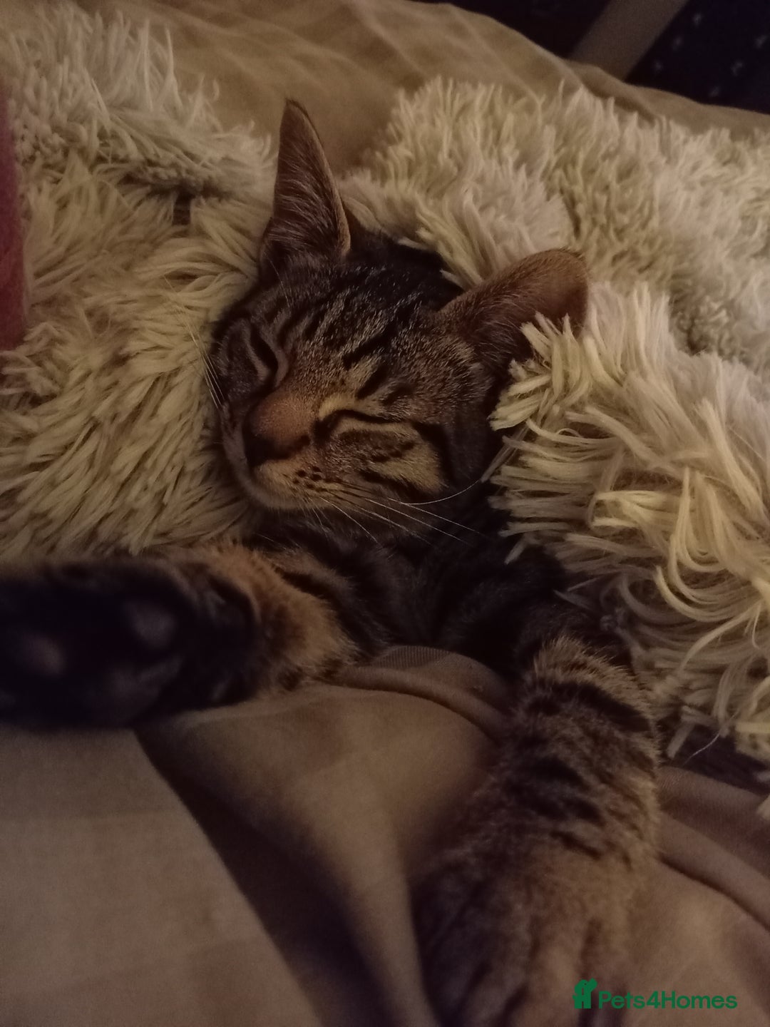 Mixed Breed cats for sale: Cat aged 1 called Kiara - Advert 5