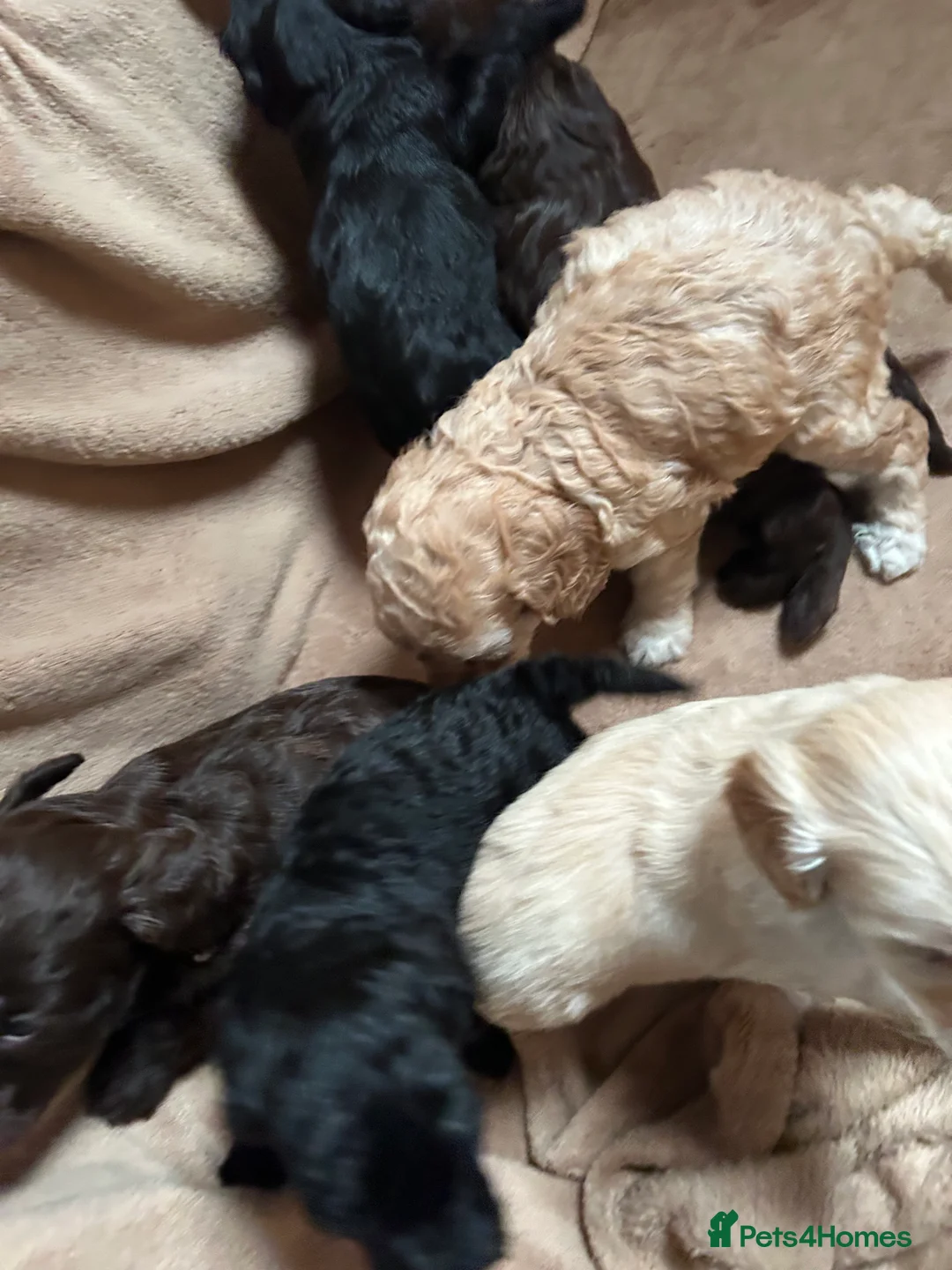 Cockapoo dogs for sale: Cockerpoo puppies  - Advert 3