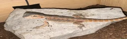 Bearded Dragon reptiles for sale: Baby&adult bearded dragons- possible a full setup  - Advert 7