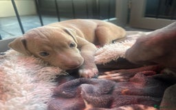 Italian Greyhound dogs for sale: 1 KC reg boy available  - Image 3