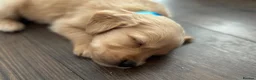 Golden Retriever dogs for sale: KC Registered Dark Red Golden Retriever Puppies - Advert 4