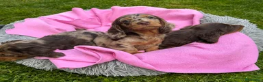 Dachshund Puppy 2