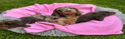 Dachshund dogs for sale: Mini long hair Dachshunds for sale - Advert 11