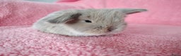 Mini Lop rabbits for sale: Baby mini lops for sale  - Advert 10