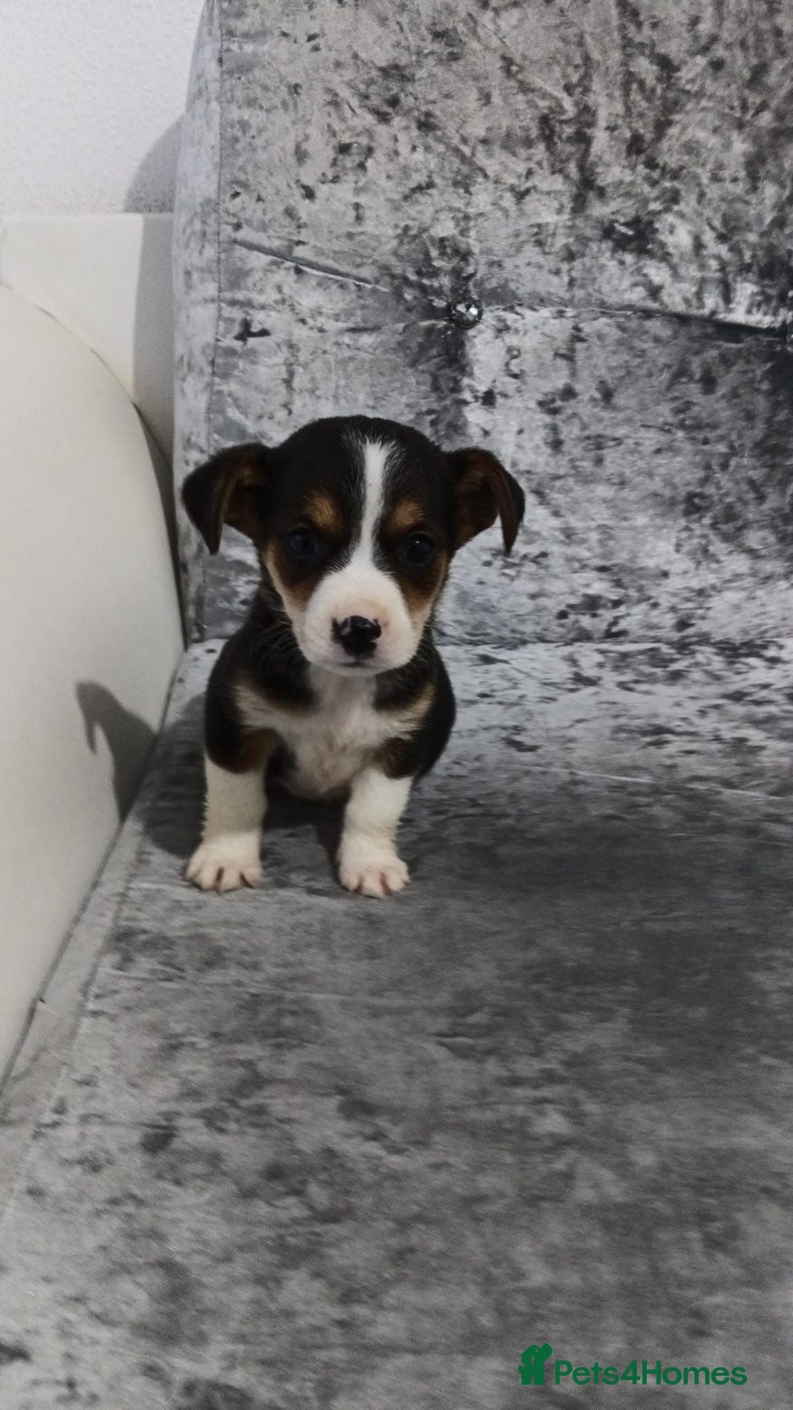 Mixed Breed dogs Jacky/Lakeland terrier  - Advert 4