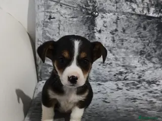 Mixed Breed dogs Jacky/Lakeland terrier - Advert 4