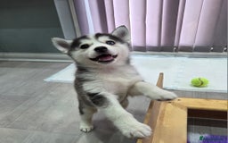 Pomsky dogs for sale: Perfect medium size Pomsky - Image 27