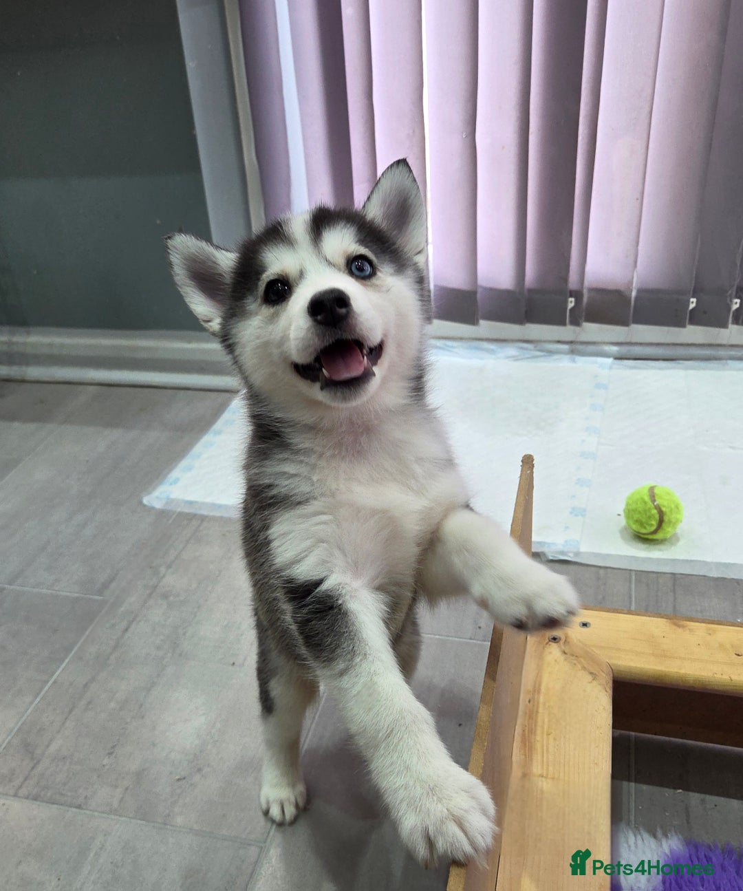 Pomsky dogs for sale: Perfect medium size Pomsky - Image 27
