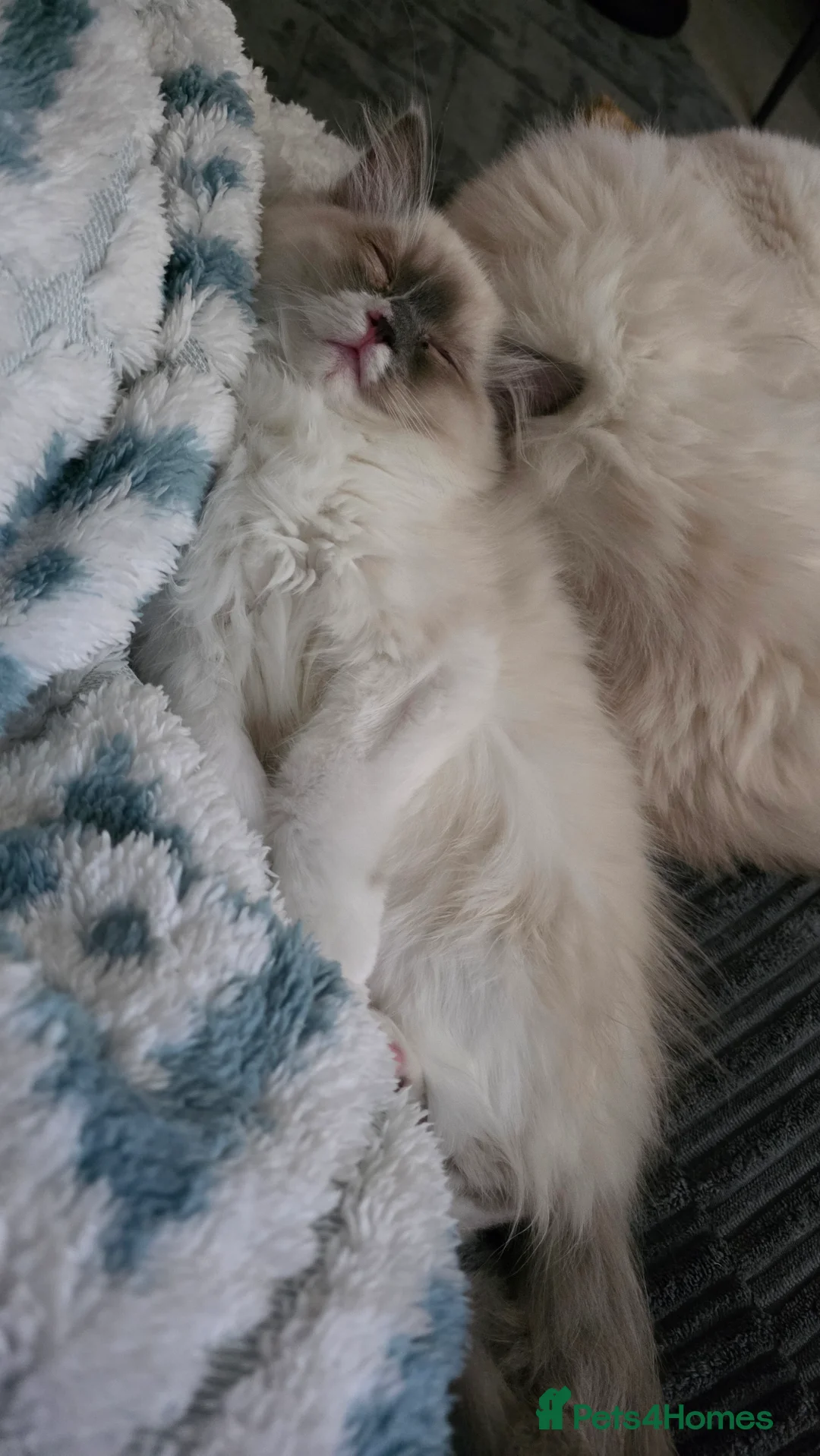 Ragdoll cats for sale: Beautiful Blue Bicolour Female  - Advert 2