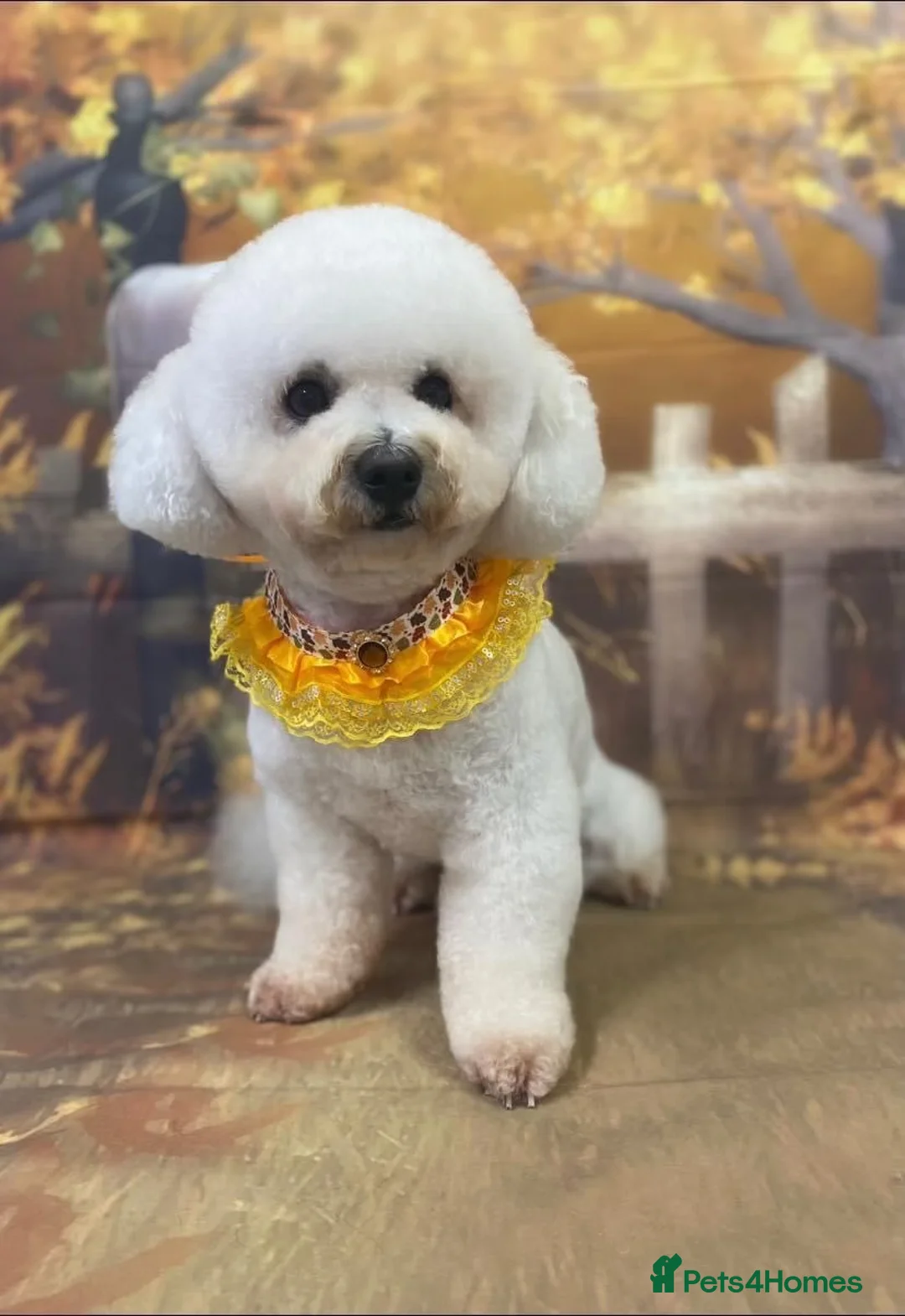 Bichon Frise dogs for stud: For stud only  - Advert 5