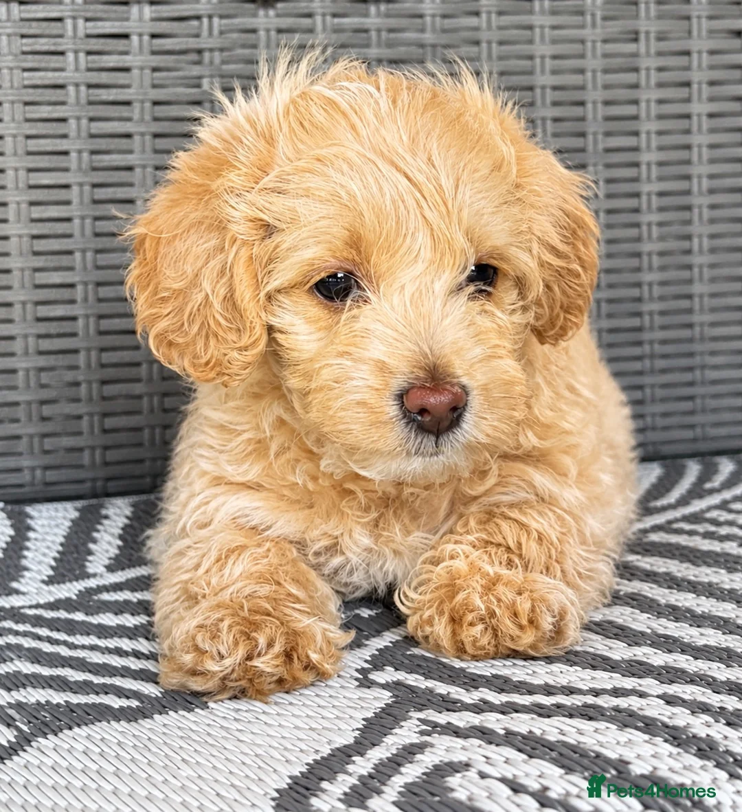 Maltipoo dogs for sale: *Ready to leave* Boy Maltipoo puppy for sale  - Advert 1