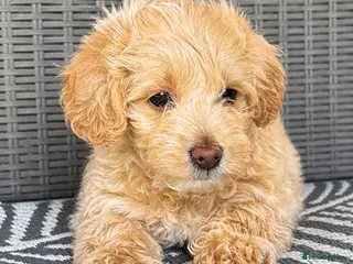 Maltipoo dogs *Ready to leave* Boy Maltipoo puppy for sale - Advert 1