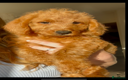 Labradoodle dogs for sale: Beautiful F1b Red Miniature Labradoodle  - Image 7