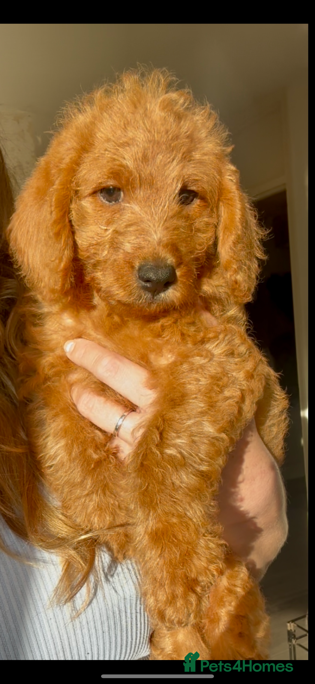 Labradoodle dogs for sale: Beautiful F1b Red Miniature Labradoodle  - Image 7