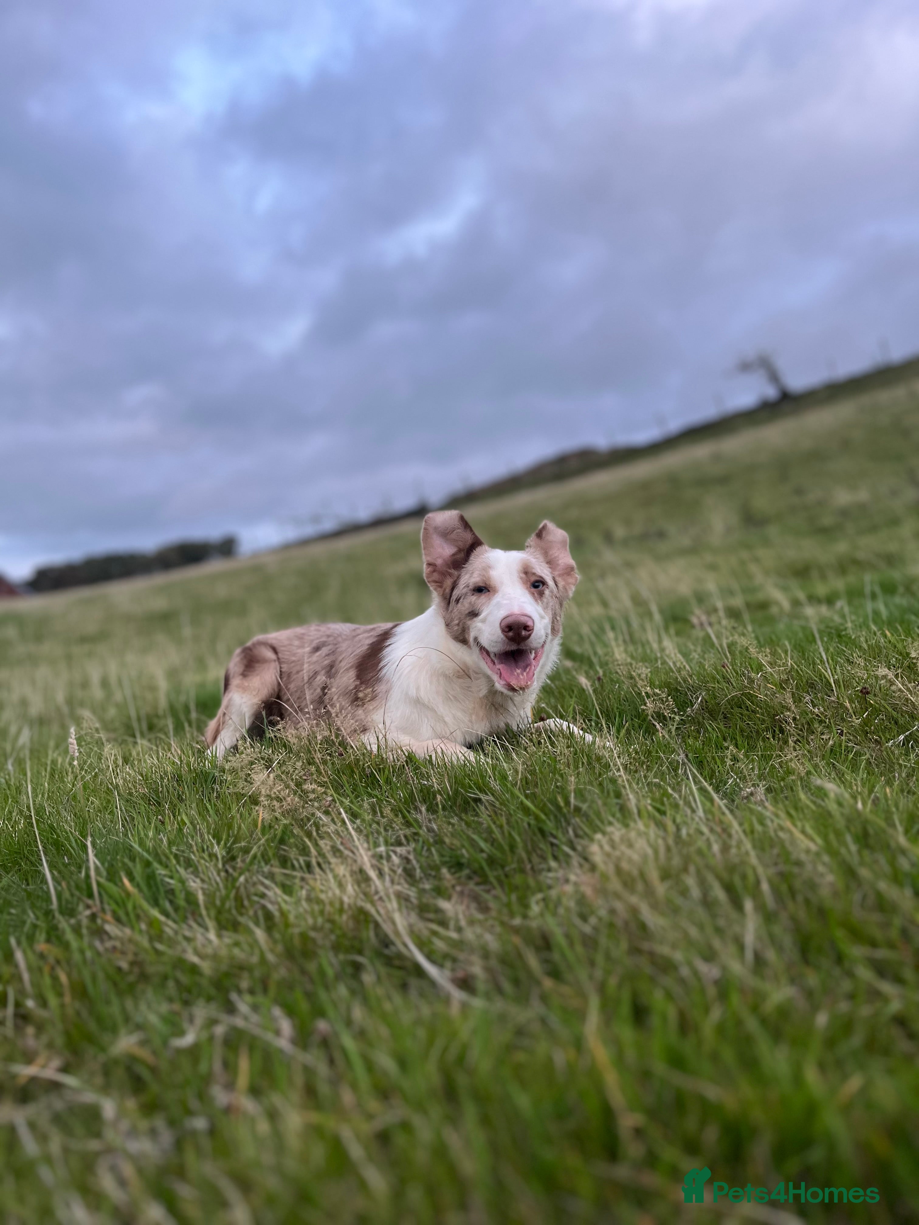 Border Collie dogs Red merle bitch - Advert 2