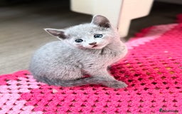 Russian Blue cats for sale: American lines Russian Blue Kittens. - Image 17