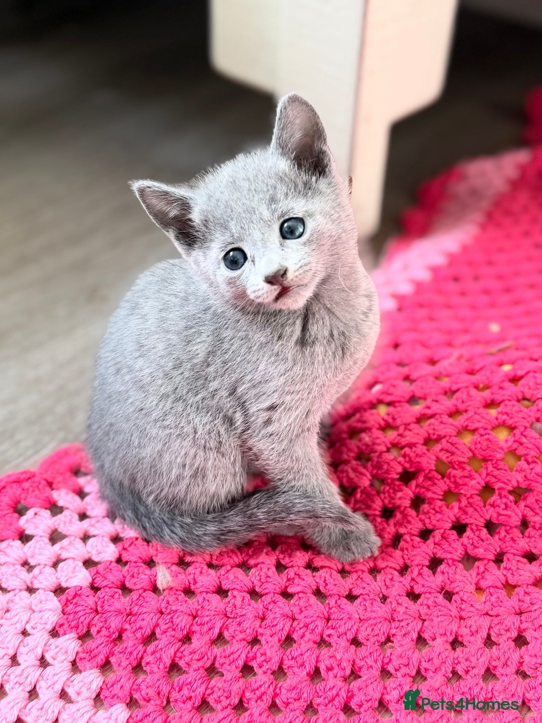 Russian Blue cats for sale: American lines Russian Blue Kittens. - Image 17