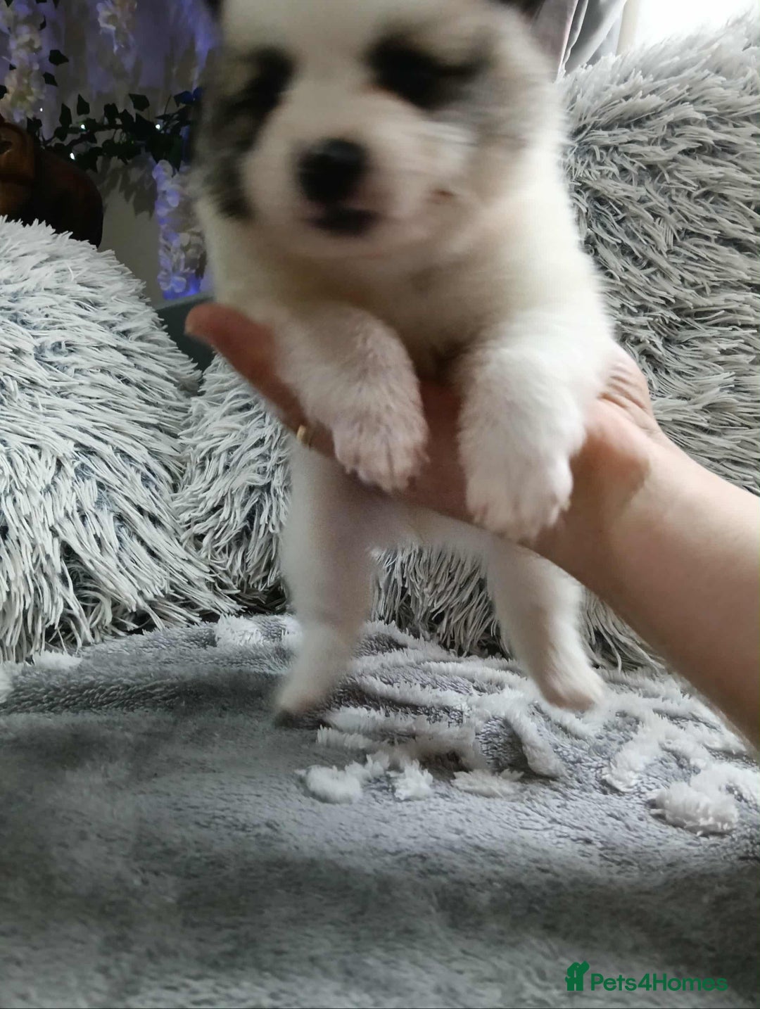Pomeranian dogs for sale: Pomeranian puppies looking for their forever homes - Image 7