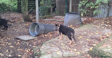 German Shepherd dogs - Advert 5