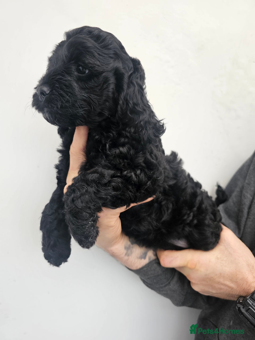 Cockapoo dogs for sale: **ONLY 1 BOY LEFT**F1 COCKAPOO PUPPIES  - Advert 4