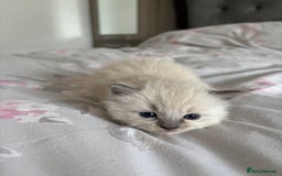 Ragdoll cats for sale: Purebred bluepoint ragdolls - Image 3