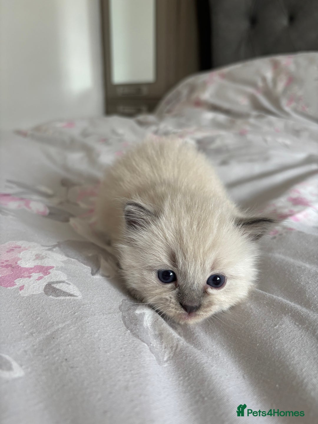 Ragdoll cats for sale: Purebred bluepoint ragdolls - Image 3