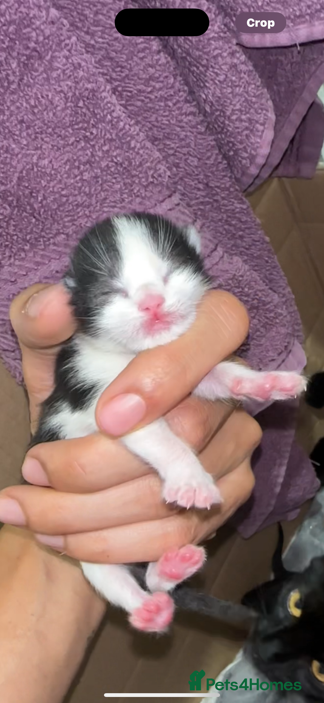 Norwegian Forest Cat cats for sale: Kittens for sale  - Image 16