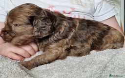Cockapoo dogs for sale: red sable merle boy left 💜 - Image 11