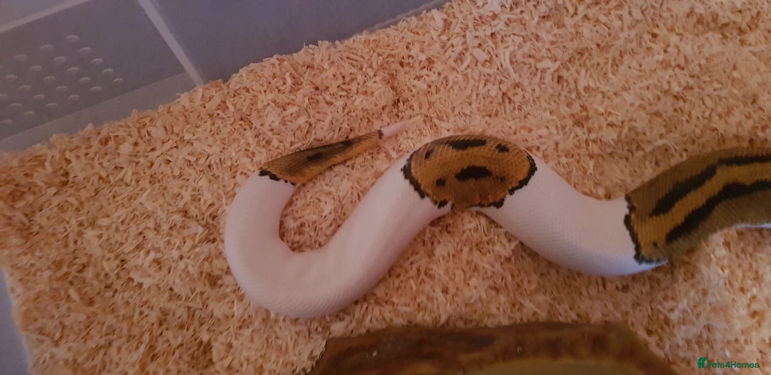 Python Snake reptiles for sale: Pied ball python - Image 3