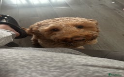 Cockapoo dogs for sale: Cockapoo bitch red 3 years old  - Image 10