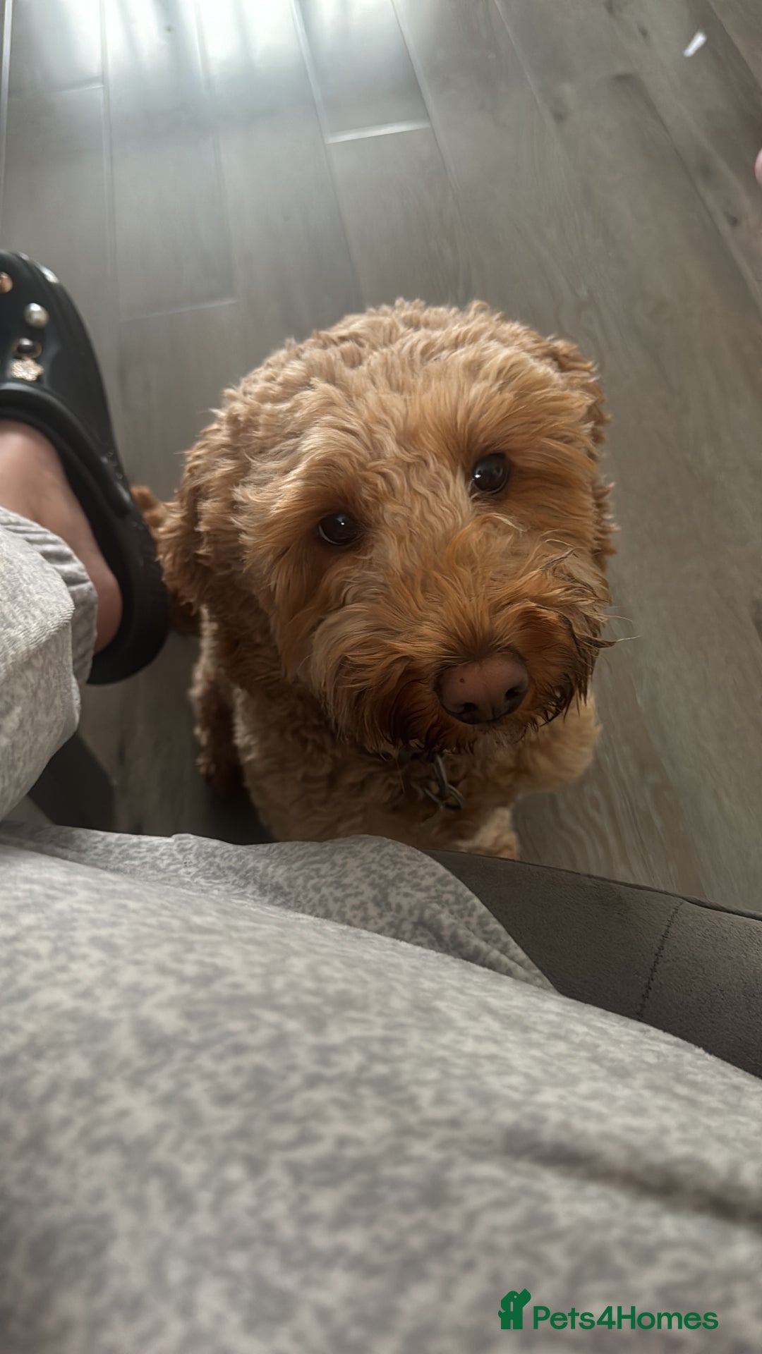 Cockapoo dogs for sale: Cockapoo bitch red 3 years old  - Image 10