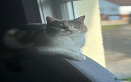 British Shorthair cats for sale: British shorthair x Ragdoll kittens. Mixed prices - Image 2