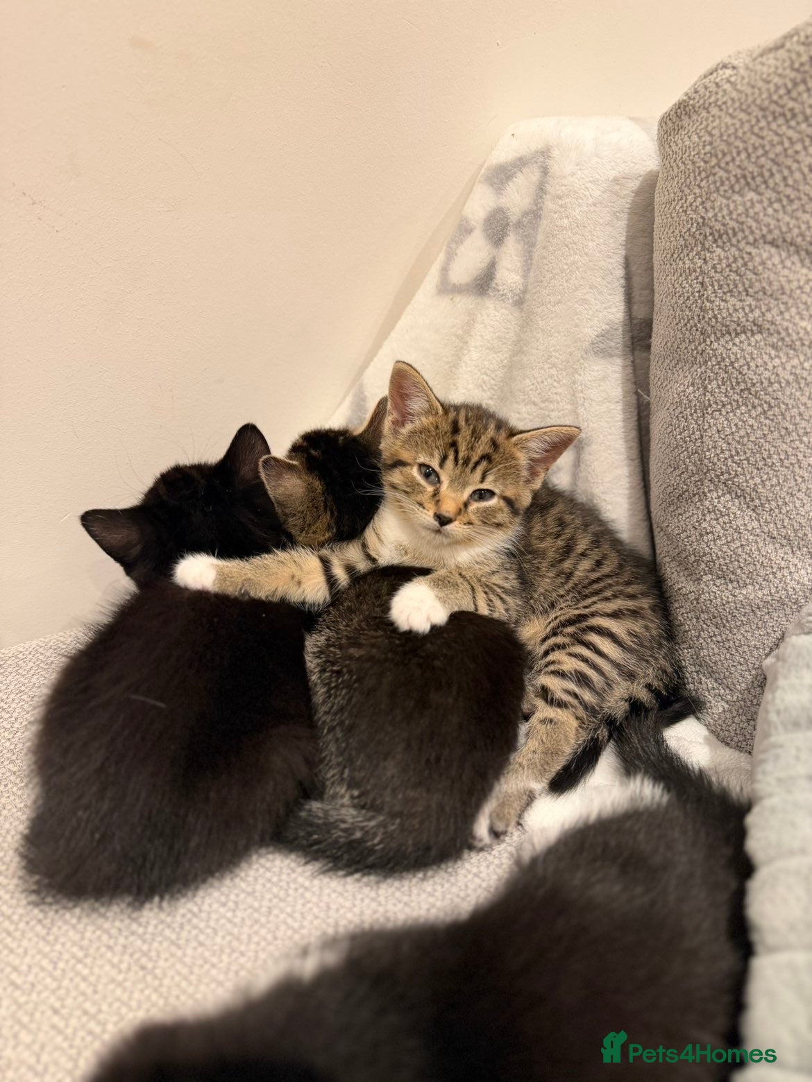 Russian Blue cats 🐾 Russian Blue/Bengal Tabby Kittens 🐾 - Advert 1