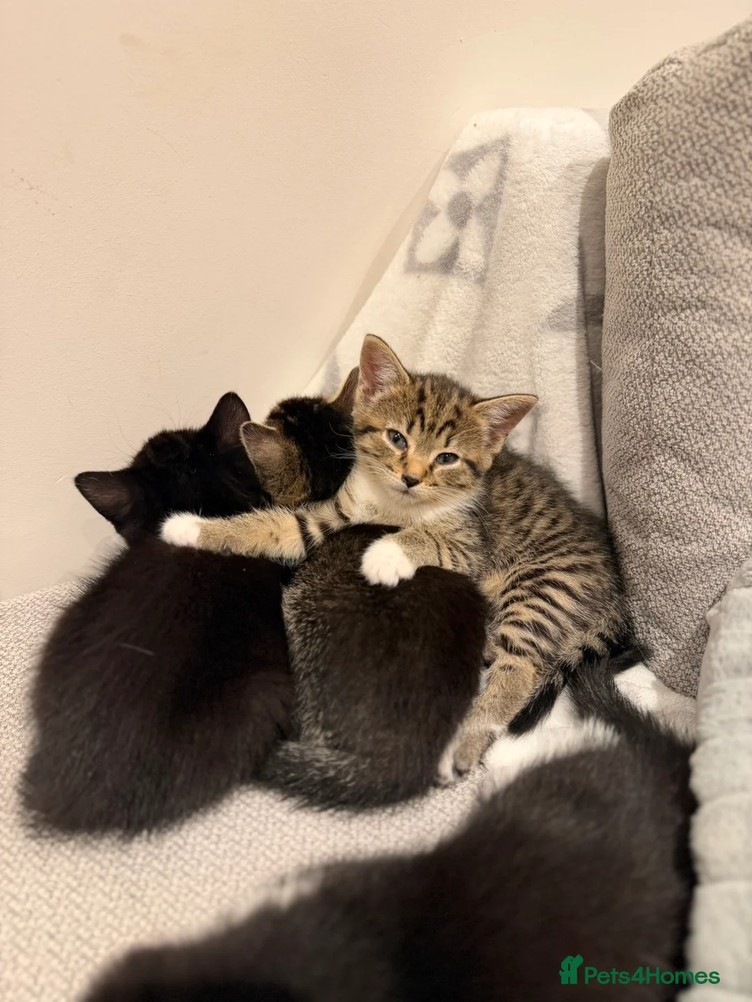 Russian Blue cats for sale: 🐾 Russian Blue/Bengal Tabby Kittens 🐾 in Fleet - Advert 1