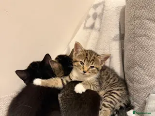 Russian Blue cats 🐾 Russian Blue/Bengal Tabby Kittens 🐾 - Advert 5