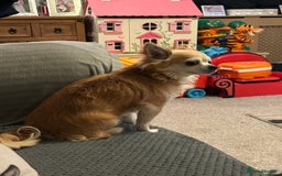 Chihuahua dogs for sale: Father and son chihuahuas  - Image 8