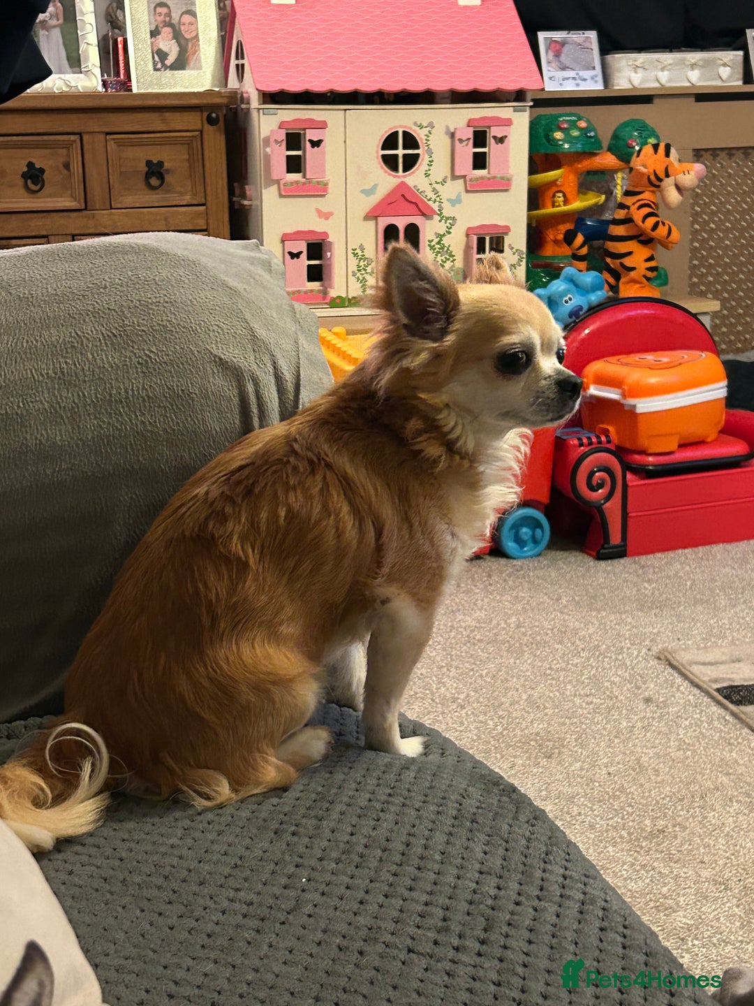 Chihuahua dogs for sale: Father and son chihuahuas  - Image 8