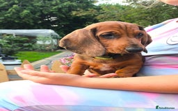 Dachshund dogs for sale: READY NOW-Champions Line Standard Dachshund KC REG in Coventry - Image 11