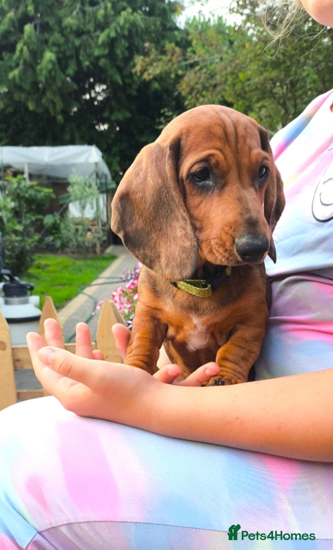 Dachshund dogs for sale: READY NOW-Champions Line Standard Dachshund KC REG in Coventry - Image 11